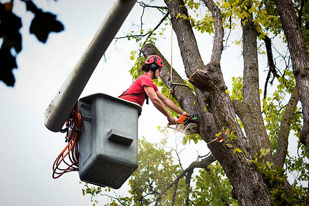 Tree Removal and Landscaping Services